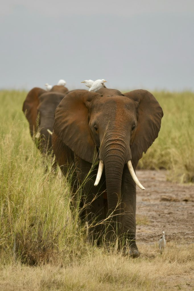6 Days Masai Mara, Lake Nakuru & Amboseli Budget Safari