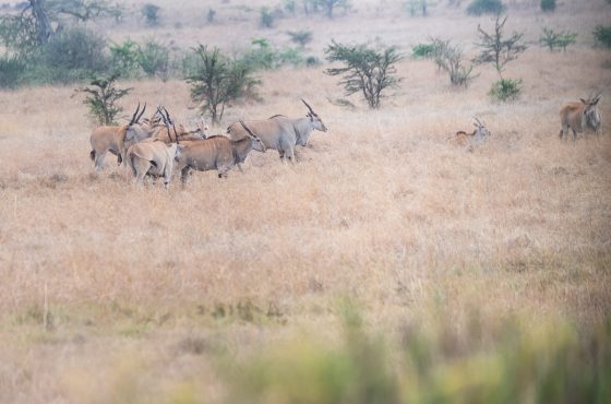 1-Day Nairobi Wildlife & Conservation Experience