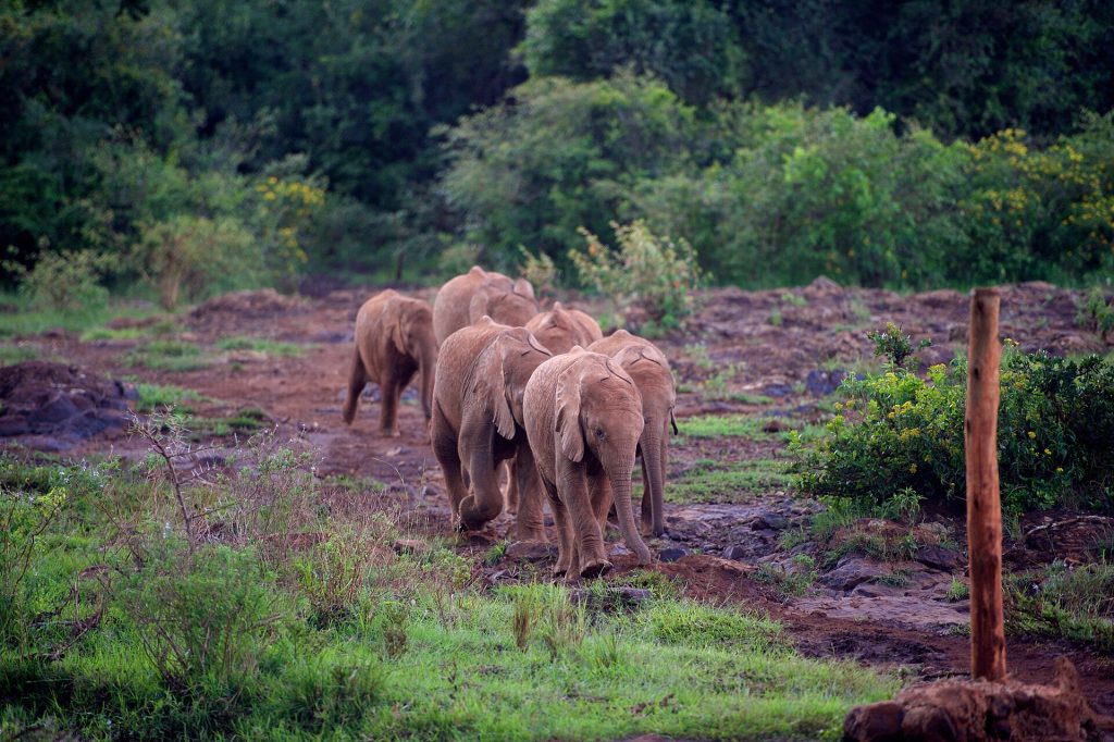1-Day Nairobi Wildlife & Conservation Experience safari view 3