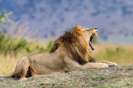 10 Days, 9 Nights Kenya Big Five Classic Safari