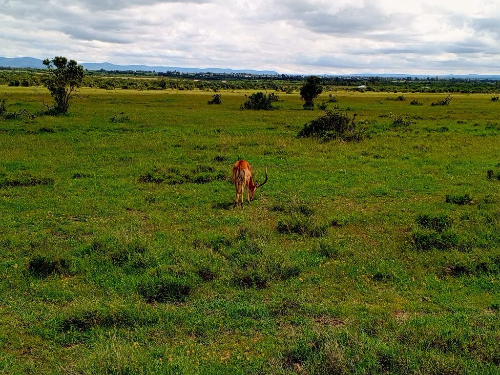 10 Days, 9 Nights Kenya Big Five Classic Safari safari view 3