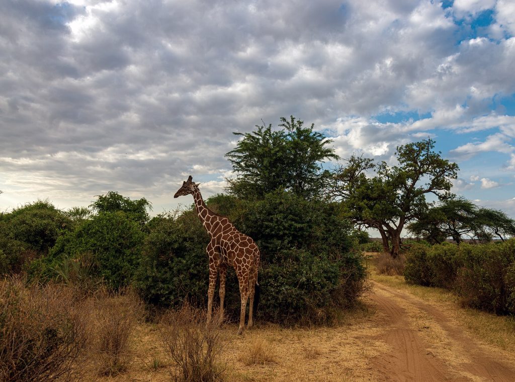 10 Days, 9 Nights Kenya Big Five Classic Safari safari view 4
