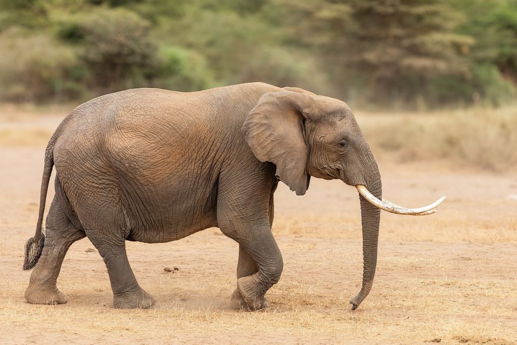 10 Days, 9 Nights Kenya Big Five Classic Safari safari view 2