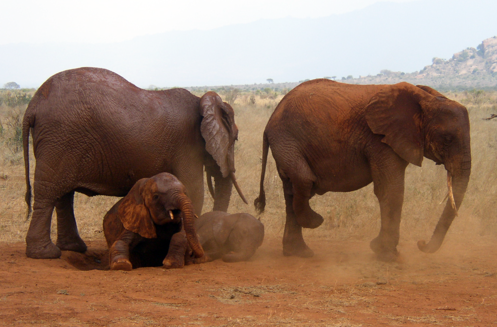 10 Days Kenya Wildlife Safari & Watamu Beach Vacation safari view 2