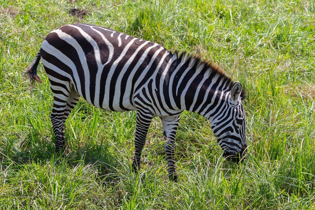 10 Days Tanzania Wildlife Safari & Zanzibar Beach Holiday safari view 4
