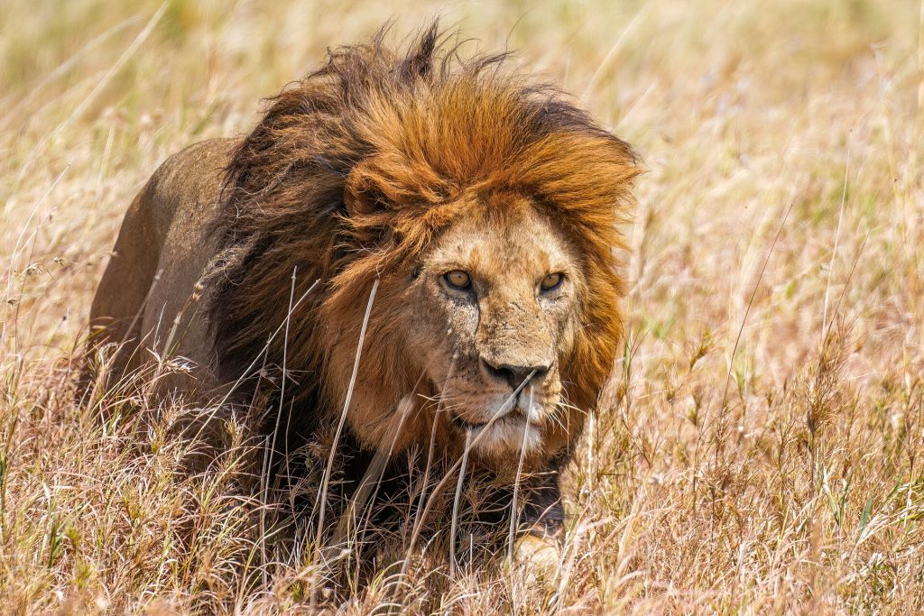 10 Days Tanzania Wildlife Safari & Zanzibar Beach Holiday safari view 3