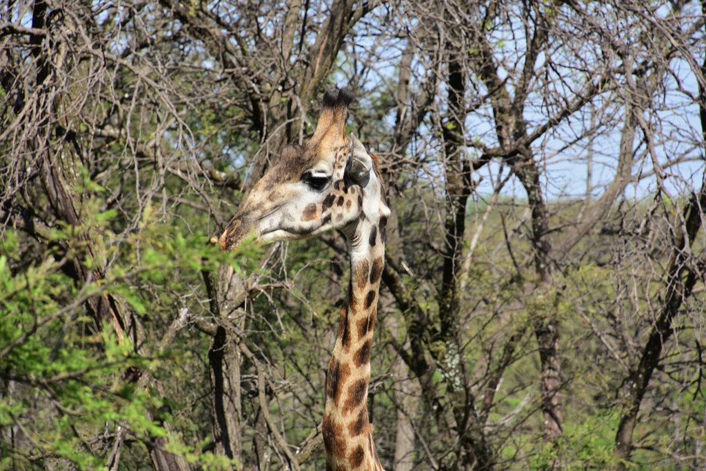 10 Days Tanzania Wildlife Safari & Zanzibar Beach Holiday safari view 2