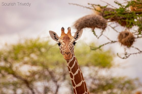 13 Days Amboseli, Samburu, Masai Mara & Mombasa Beach Honeymoon