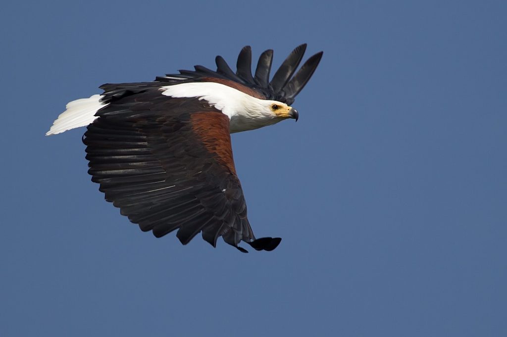 14 Days Kenya Epic Bird Watching Safari safari view 4