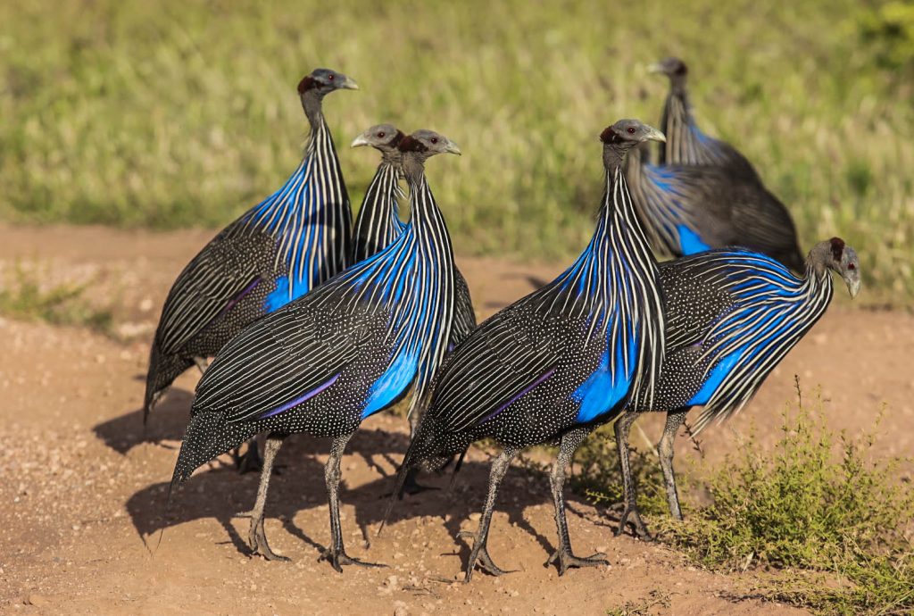 14 Days Kenya Epic Bird Watching Safari gallery image 1