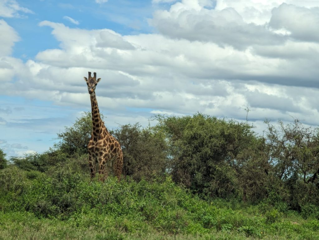 3 Days, 2 Nights Amboseli National Park Luxury Safari safari view 3