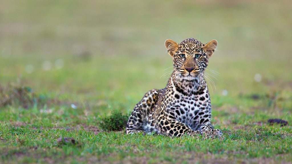 3 Days, 2 Nights Masai Mara Lodge Safari