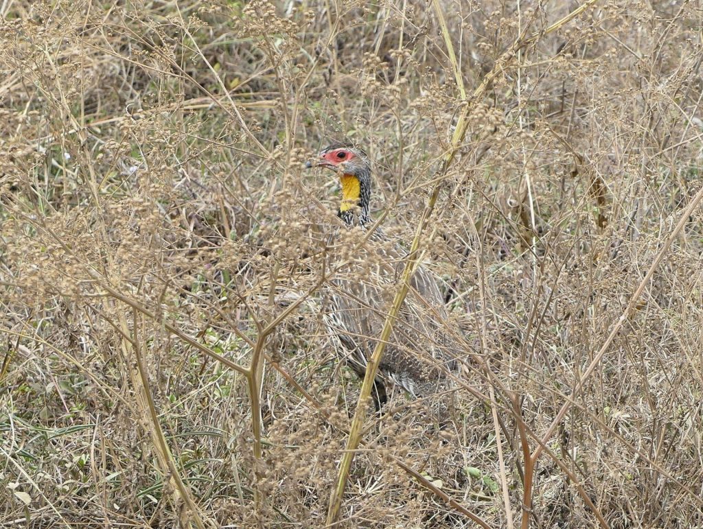 3 Days Bird Watching: Nairobi National park, Lake Naivasha.
