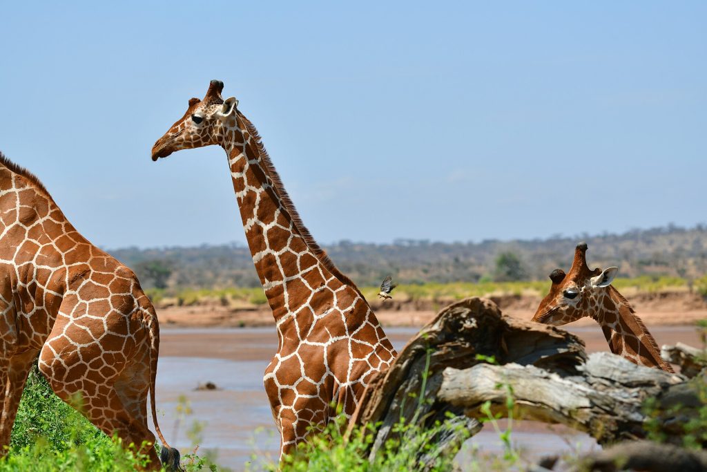 3 Days Samburu Game Reserve Flying Safari safari view 3