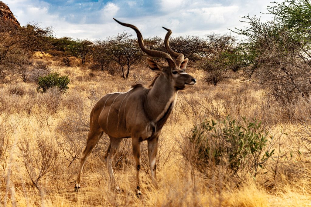 3 Days Samburu Game Reserve Flying Safari