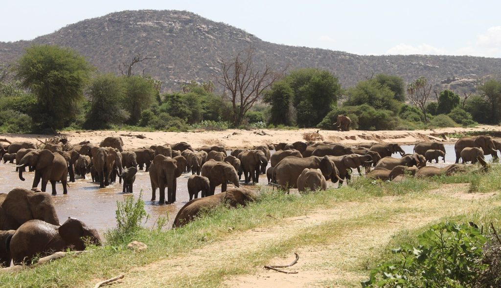 3 Days Samburu Game Reserve Flying Safari safari view 4