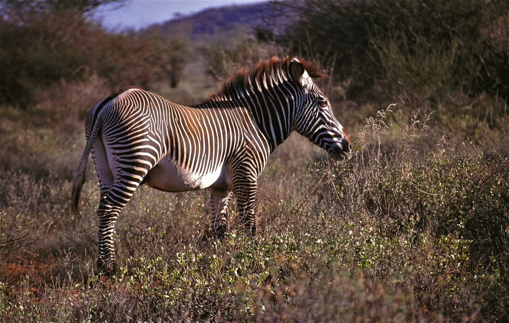3 Days Samburu Game Reserve Flying Safari safari view 2