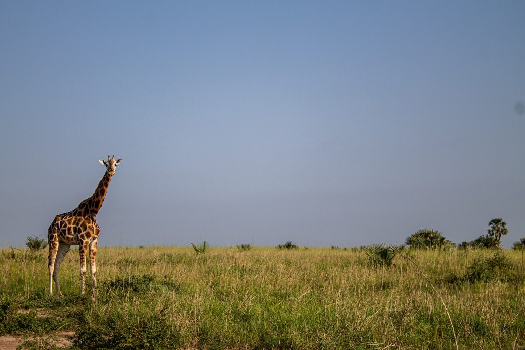 3 Days Uganda Wildlife Safari to Murchison Falls National Park safari view 3