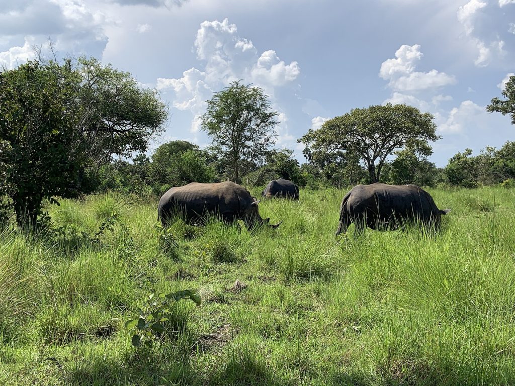 3 Days Uganda Wildlife Safari to Murchison Falls National Park safari view 2
