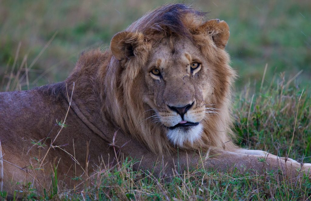 4 Days Maasai Mara & Lake Nakuru Lodge Safari safari view 2