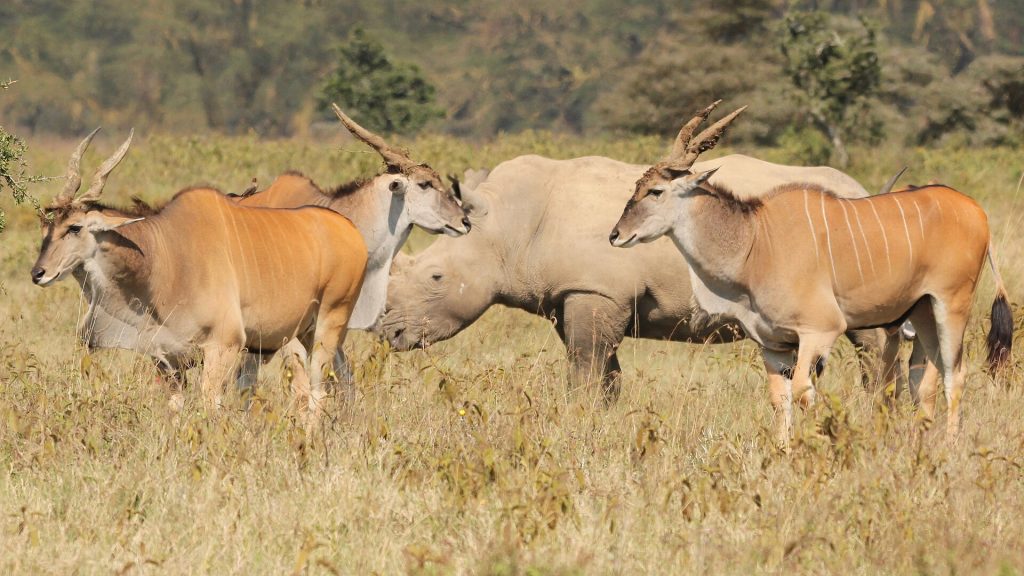 4 Days Maasai Mara & Lake Nakuru Lodge Safari safari view 3