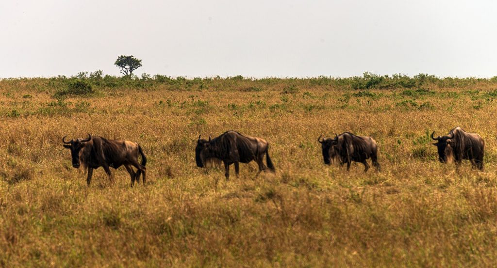 5 Days Lake Nakuru & Masai Mara Wildebeest Migration Safari