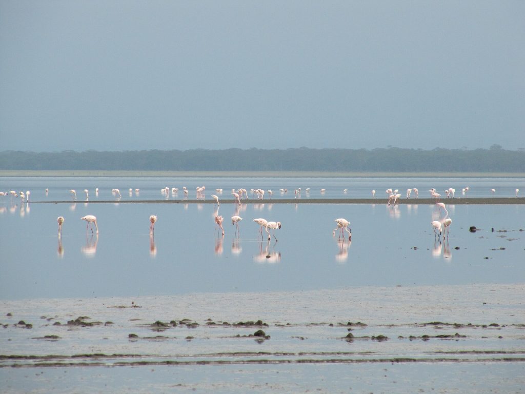 5 Days Masai Mara, Lake Nakuru & Naivasha Lodge Safari safari view 3