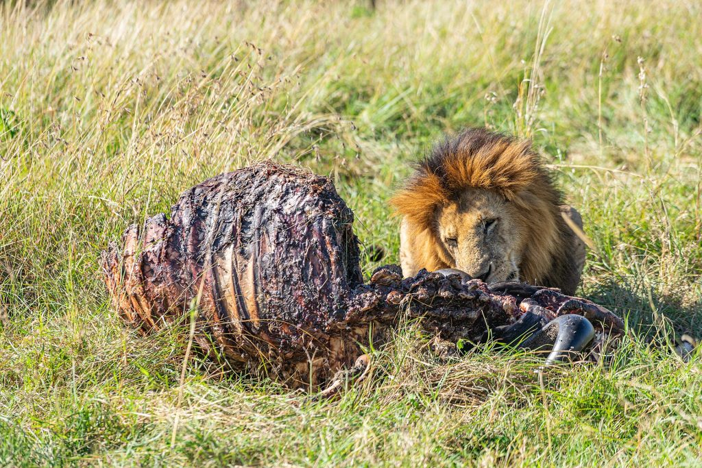 5 Days Masai Mara, Lake Nakuru & Naivasha Lodge Safari safari view 2