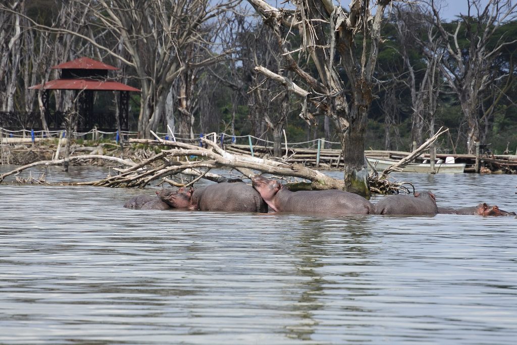 5 Days Masai Mara, Lake Nakuru & Naivasha Lodge Safari safari view 4
