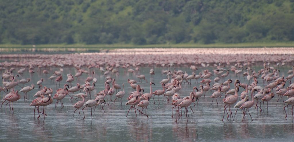 8 Days Amboseli, Lake Naivasha, Nakuru & Masai Mara Luxury Safari safari view 3