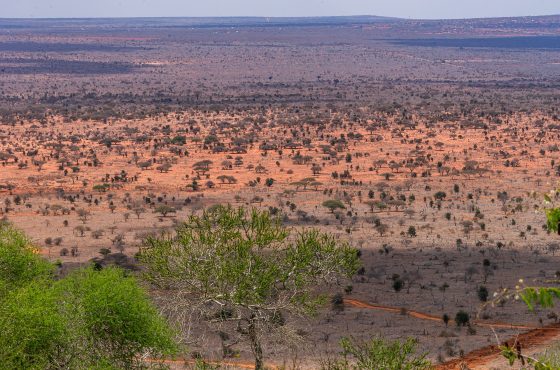 8 Days Amboseli, Tsavo West & Tsavo East Safari & Diani Beach Experience