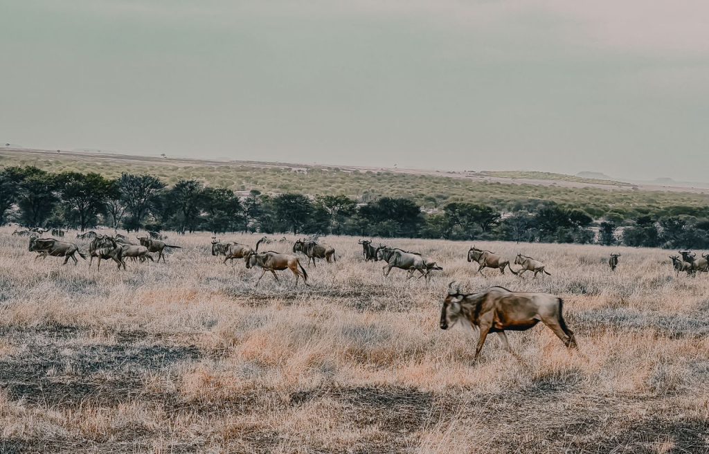 9 Days Arusha, Manyara, Serengeti, Ngorongoro & Tarangire Safari gallery image 1