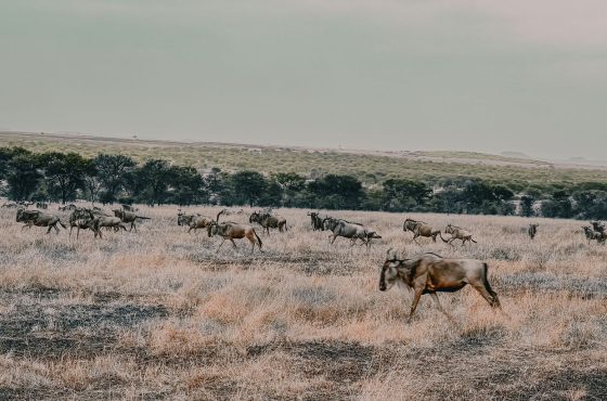 9 Days Arusha, Manyara, Serengeti, Ngorongoro & Tarangire Safari
