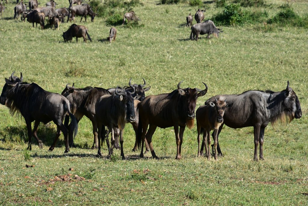 9 Days Arusha, Manyara, Serengeti, Ngorongoro & Tarangire Safari safari view 4