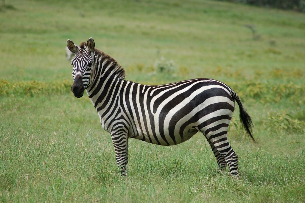 Hells Gate National Park & Lake Naivasha Day Tour safari view 3