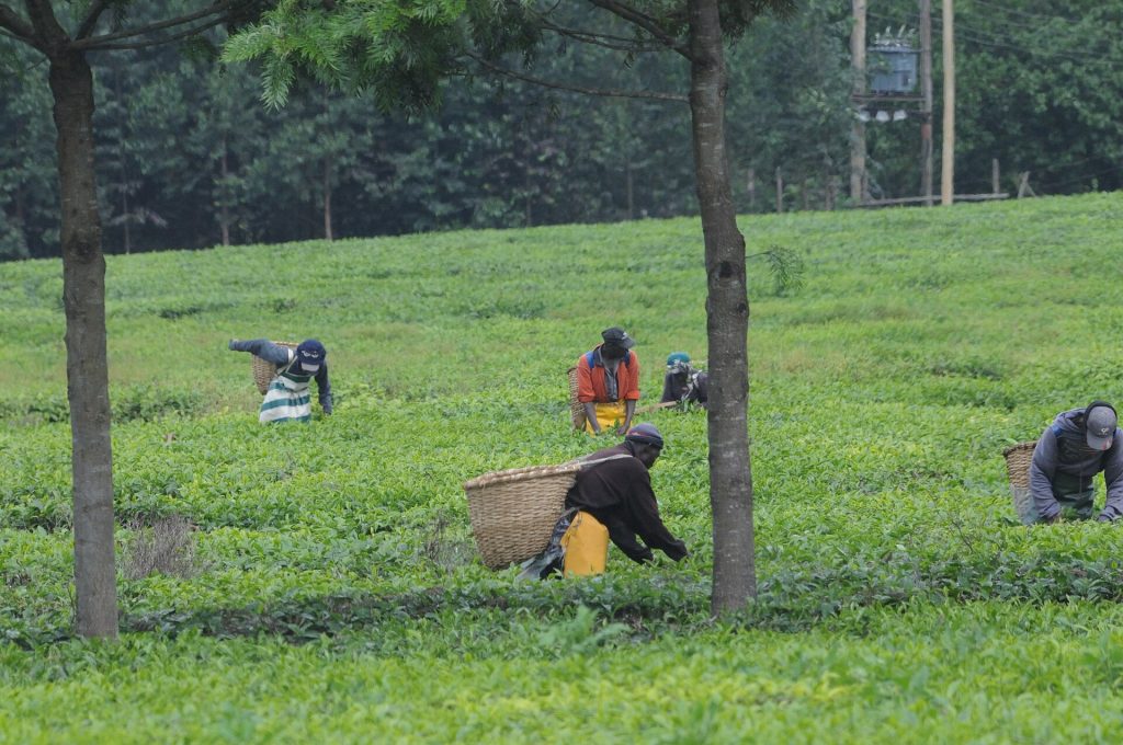Kiambethu Tea Farm Day Trip gallery image 1