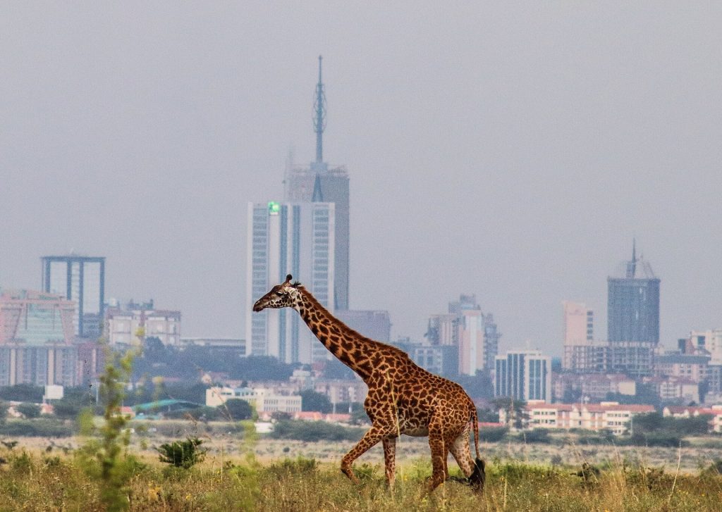 Nairobi National Park Day Tour