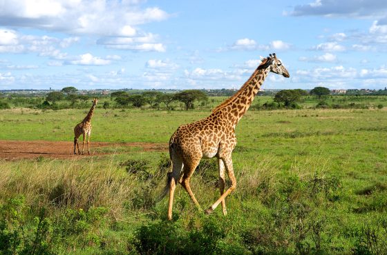 Nairobi National Park, Giraffe Center & Elephant Orphanage Day Tour