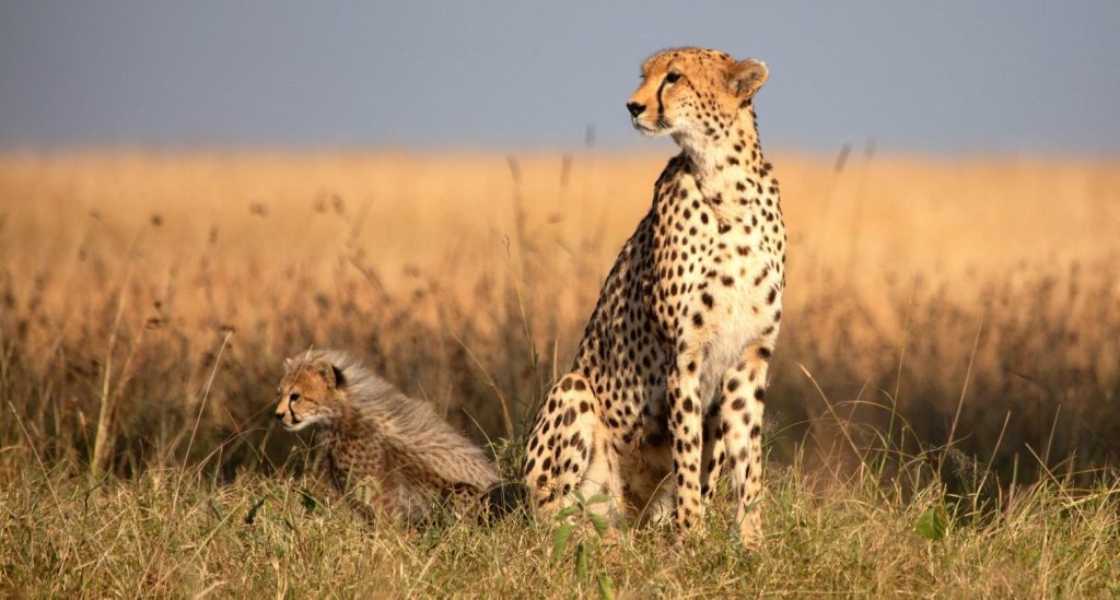 3 Days Masai Mara Budget Camping Safari
