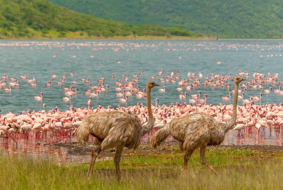 6 Days Masai Mara, Lake Nakuru, Bogoria & Lake Baringo Camping Safari safari view 4