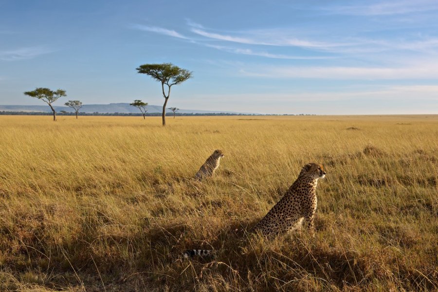 3 Days, 2 Nights Masai Mara Lodge Safari safari view 3