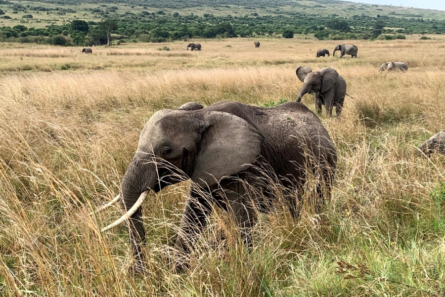 3 Days, 2 Nights Masai Mara Lodge Safari safari view 2