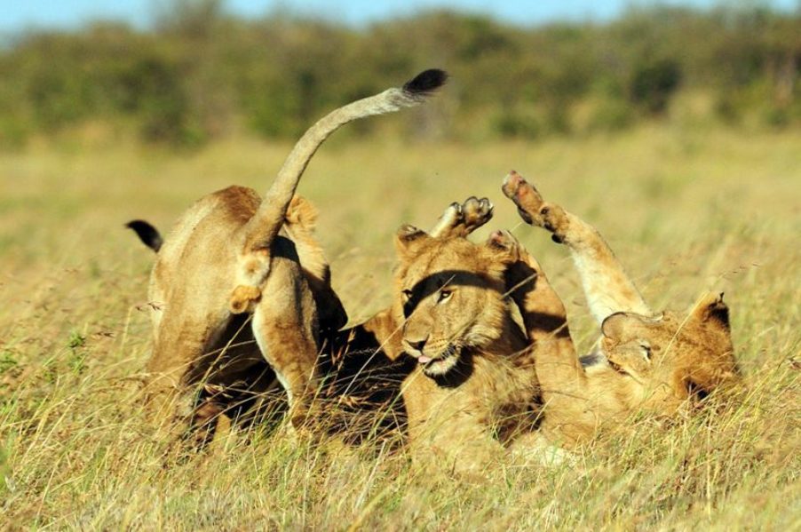 5 Days Masai Mara, Lake Naivasha & Nakuru Camping Safari safari view 4
