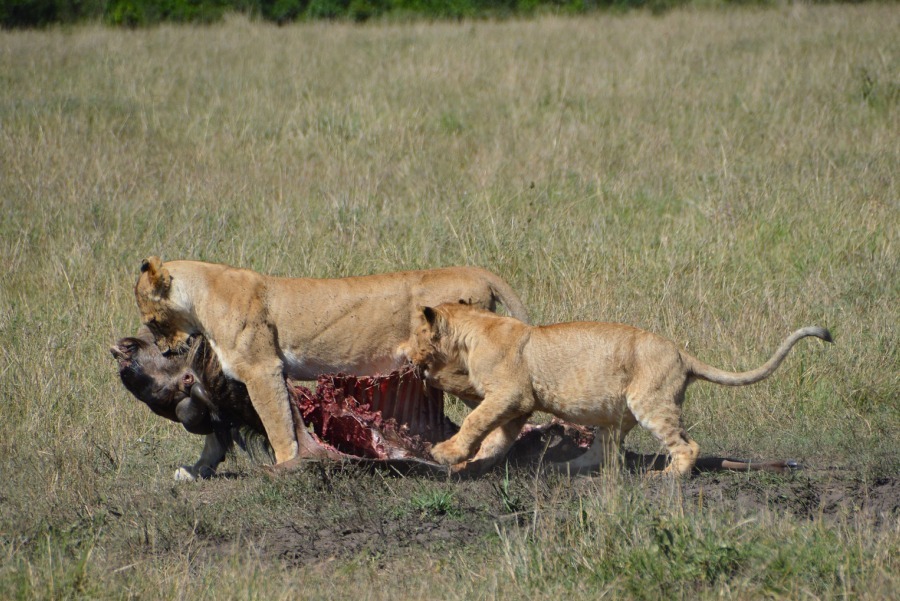 6-Day Kenya Lodge Safari: Masai Mara – Lake Nakuru – Amboseli safari view 2