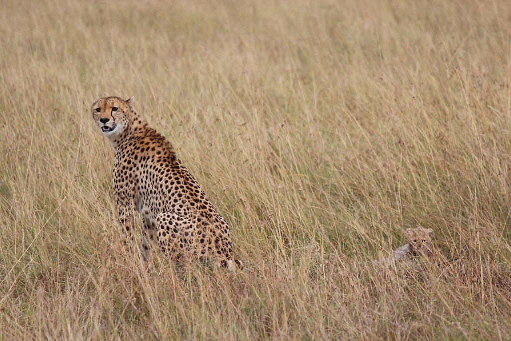 13 Days Amboseli, Samburu, Masai Mara & Mombasa Beach Honeymoon safari view 3