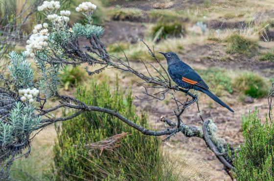 13 Days Kenya Bird Watching Safari