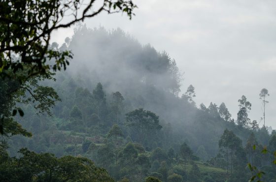 3 Days Uganda Gorilla Safari to Bwindi