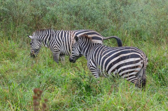 4 Days Uganda Gorilla Trekking & Wildlife Safari