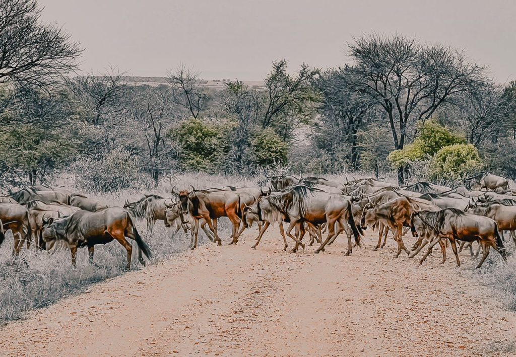 5 Days Lake Manyara, Ngorongoro & Serengeti Safari safari view 4
