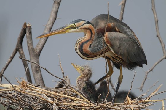 7 Days Kenya Birding Watching Safari
